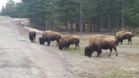 Yellowstone Park Buffalo Stock Footage 168911274