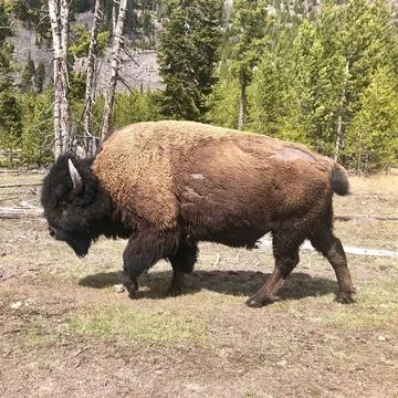 Yellowstone Stock Photos