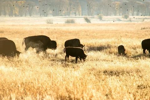 Yellowstone Stock Photos