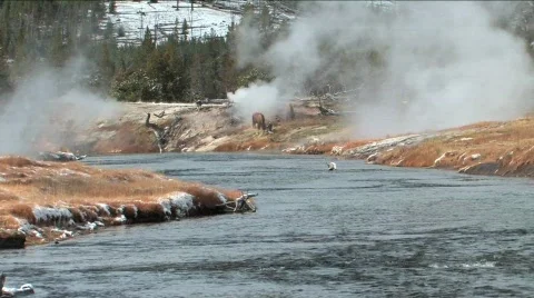 Yellowstone River &amp; buffalos Stock Footage 550449