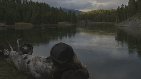 Yellowstone River Trees Reflected in Water 스톡 동영상 122224143