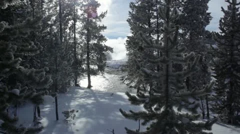 Yellowstone TreesSteam 3020 Stock Footage 18111466