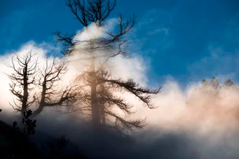 Yellowstone winter landscape Stock Photos
