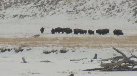 Yellowstone Wolves and Bison in Winter Stock Footage