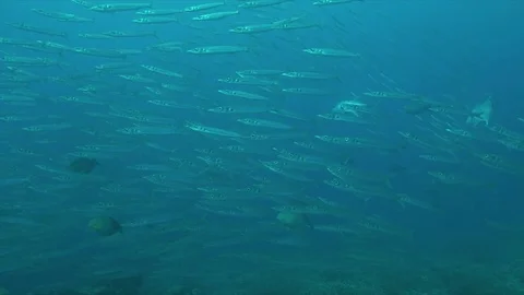 Yellowstripe barracudas 4k Stock Footage 78368593