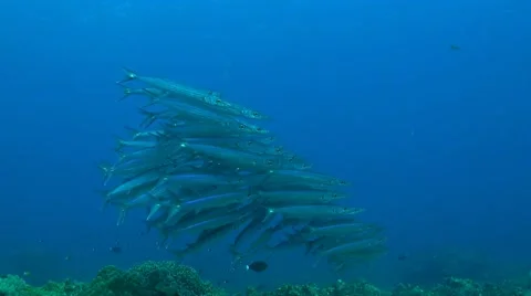 Yellowstripe barracudas Stock Footage 42823291