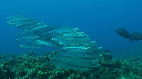 Yellowstripe barracudas Stock Footage 51590554