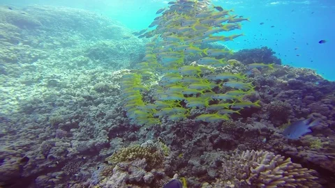 Yellowstripe goatfish Stock Footage 122922075