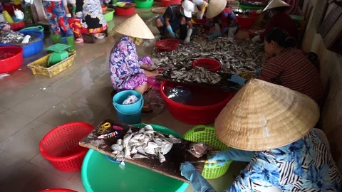 Yellowstripe scad fish manual processing production Stock Footage 88978740