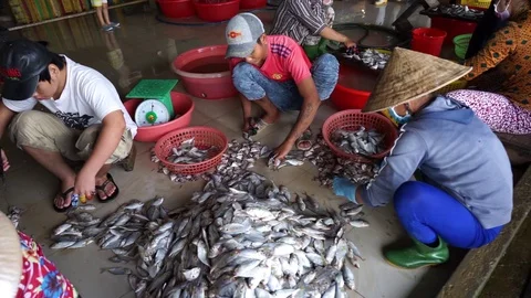 Yellowstripe scad fish manual processing production Stock Footage 88978750