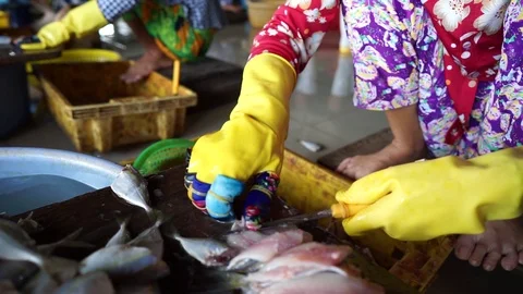 Yellowstripe scad fish manual processing production Stock Footage 88978859