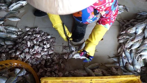 Yellowstripe scad fish manual processing production Stock Footage 88978882