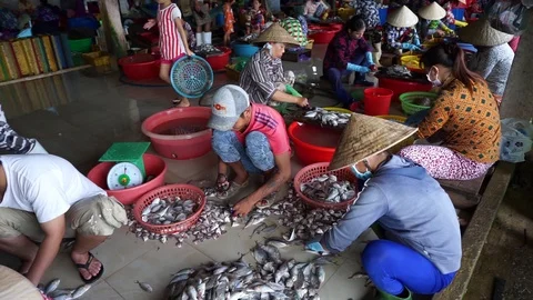 Yellowstripe scad fish manual processing production Stock Footage 88978911