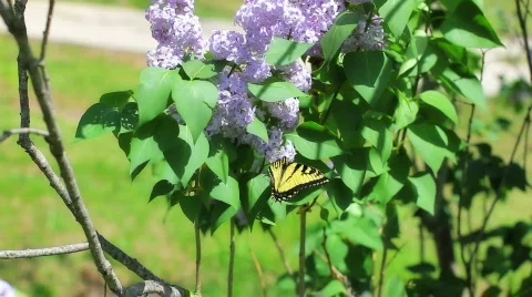 YellowSwallowtail lillac Stock Footage