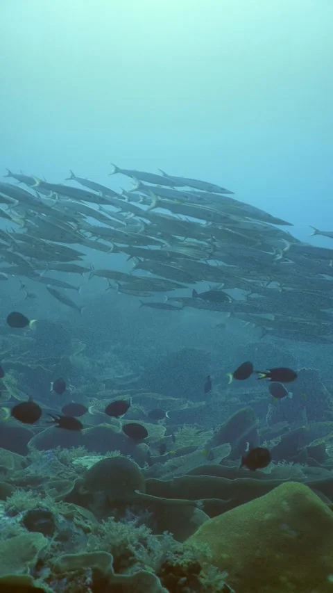 Yellowtail barracuda school over sloping reef wall Video stock 325720820