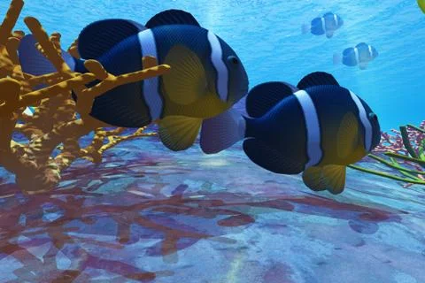 Yellowtail clownfish Stock Illustration