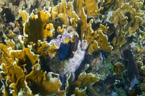 Yellowtail damselfish Stockfoto's