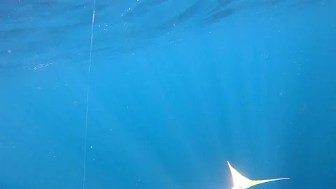 Yellowtail fish pulls fishing pole deep into water as it fights angler, Stock Footage 236399895