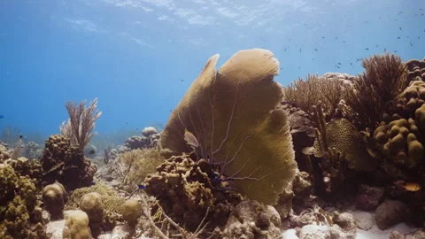 A Yellowtail Snapper in front of large swaying sea fans 4K Stock Footage 292505767