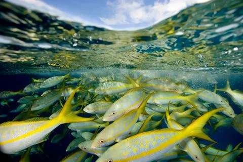 Yellowtail snapper. Stock Photos