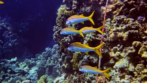 Yellowtail snapper reef swim Stock Footage 321172994