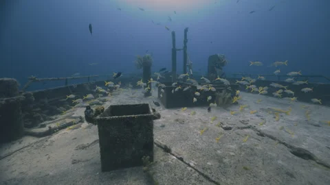 Yellowtail Snapper School Around Sunken Shipwreck in Nassau Stock Footage 340180133