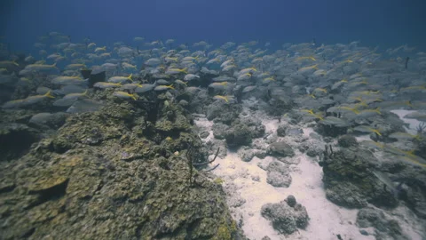 Yellowtail Snapper School Gliding Above Nassau Coral Reef Stock Footage 340114938