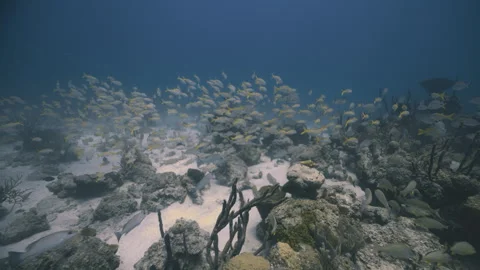Yellowtail Snapper School Swimming Over Coral Reef in Nassau Stock Footage 340114836