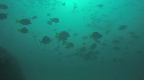 Yellowtail surgeonfish in Cabo Pulmo. Видео 59130370
