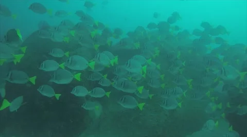 Yellowtail surgeonfish in Cabo Pulmo. Stock Footage 59130371