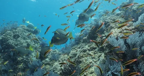 Yellowtail surgeonfish in Cabo Pulmo. 库存影片 114848839