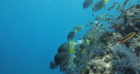 Yellowtail surgeonfish in Cabo Pulmo. 库存影片 114851412