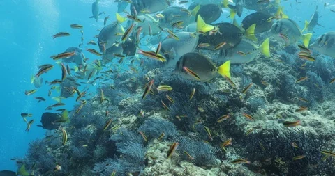 Yellowtail surgeonfish in Cabo Pulmo. Stock Footage 114889583