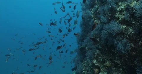 Yellowtail surgeonfish in Cabo Pulmo. 库存影片 114891193