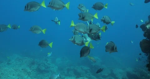 Yellowtail surgeonfish. Stock Footage 115114655