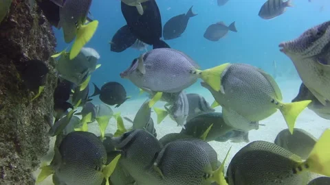 Yellowtail Surgeonfish Stock Footage 157994913