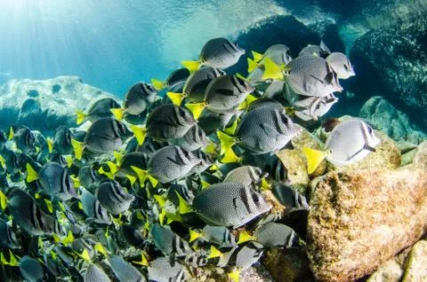Yellowtail Surgeonfish Stock Photos
