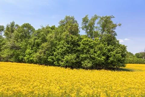 Yellowtop Field Stock Photos