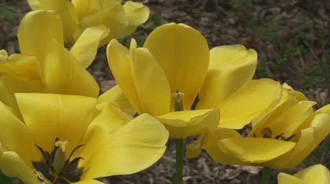 YellowTulipsWithBee 15 sec Stock Footage 120857