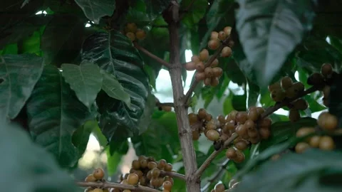 Yellowv coffee fruit beans on a specialty coffee plantation Stock Footage 258600703