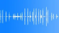 YellowWarbler CU Song WhiteEyed Sound Effect