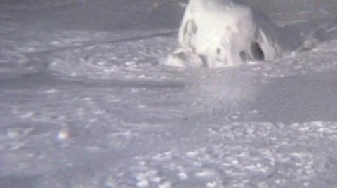 YellStrom 3 Stock Footage 302020