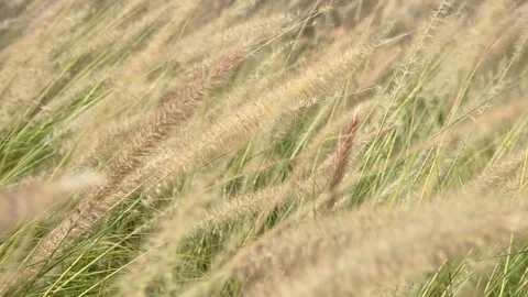 Yellw fluffy grass at wind Stock Footage 96450111