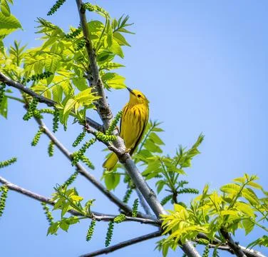 Yeloow Warbler Stock Photos