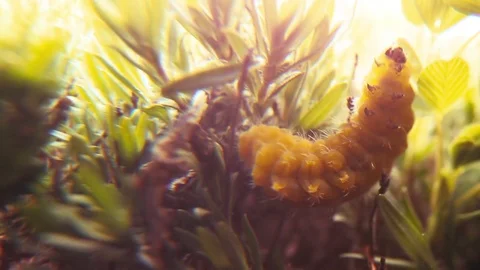 Yelow Caterpillar macro 库存影片 84807732
