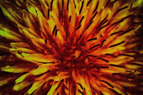 Yelow dandelion Stock Illustration