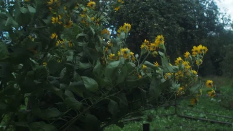 Yelow flowers Stock Footage 160337583