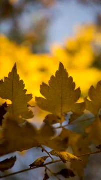 Yelow forest Stock Photos