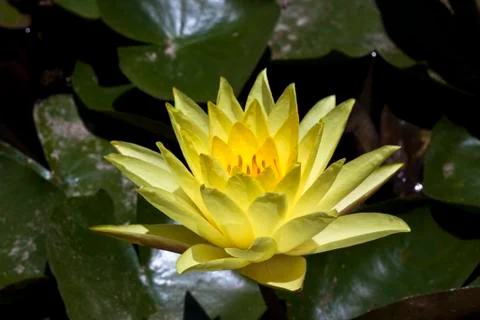 Yelow lily Stock Photos