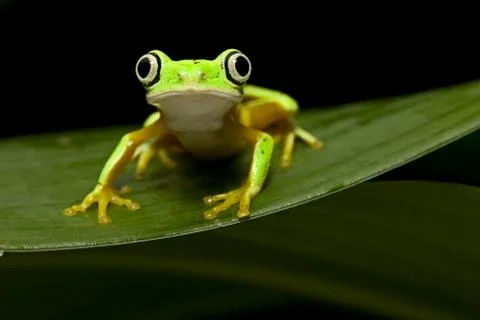 Yelow tree frog Stock Photos